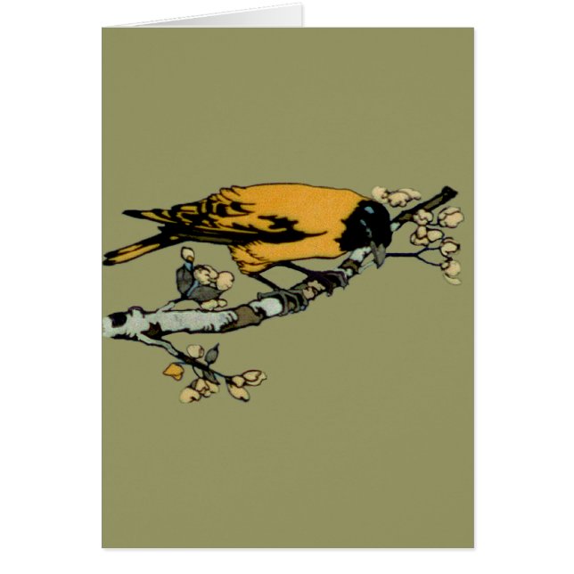 Baltimore Oriole Yellow Vintage Bird Illustration (Front)