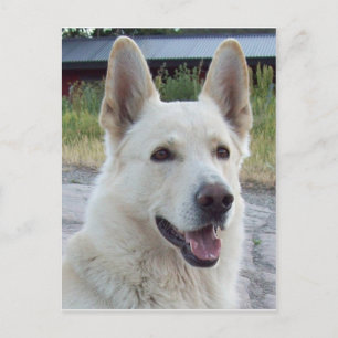 Balto Postcard