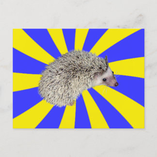 BAM! Hedgehog Postcard 2
