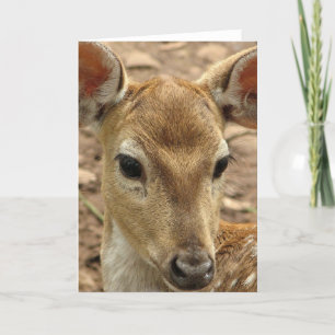 Bambi Deer Greeting Card