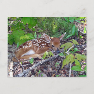 Bambi le bébé chevreuil postcard