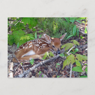 Bambi le bébé chevreuil postcard