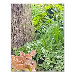 Bambi Photo Print