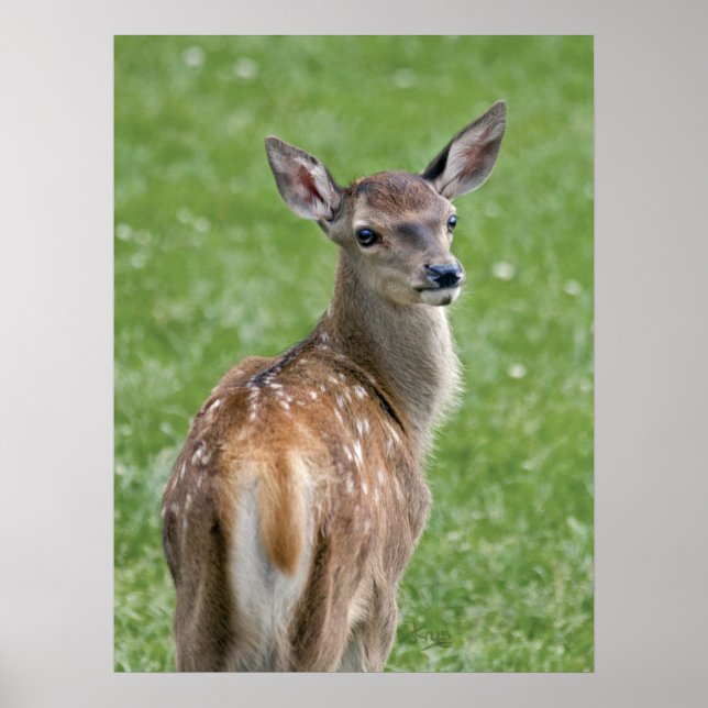 Bambi Print (Front)