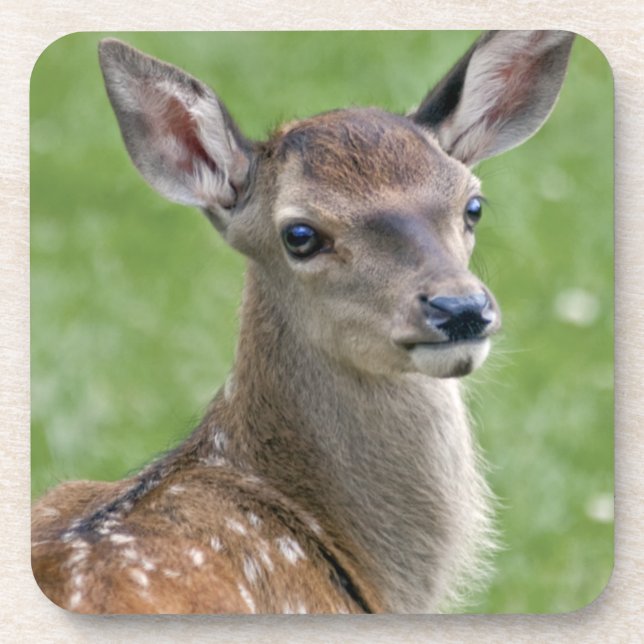 Bambi Set of 6 Coasters (Front)