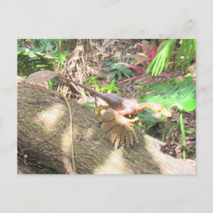 Bambiraptor - Dinosaur - Learning Card