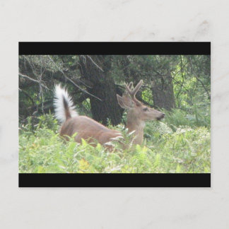 Bambis Father? Postcard