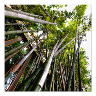 Bamboo art photo print