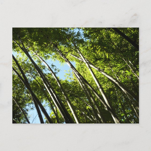 Bamboo Botanical Nature Postcard (Front)