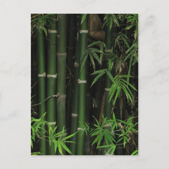 Bamboo ... Fao Rai, Nong Khai, Isaan, Thailand Postcard (Front)