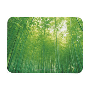 Bamboo Forest 2 Magnet