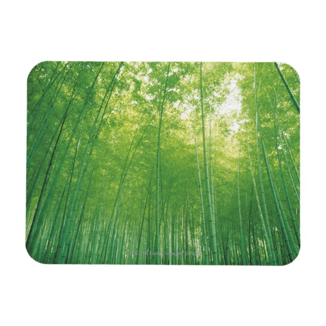 Bamboo Forest 2 Magnet (Horizontal)