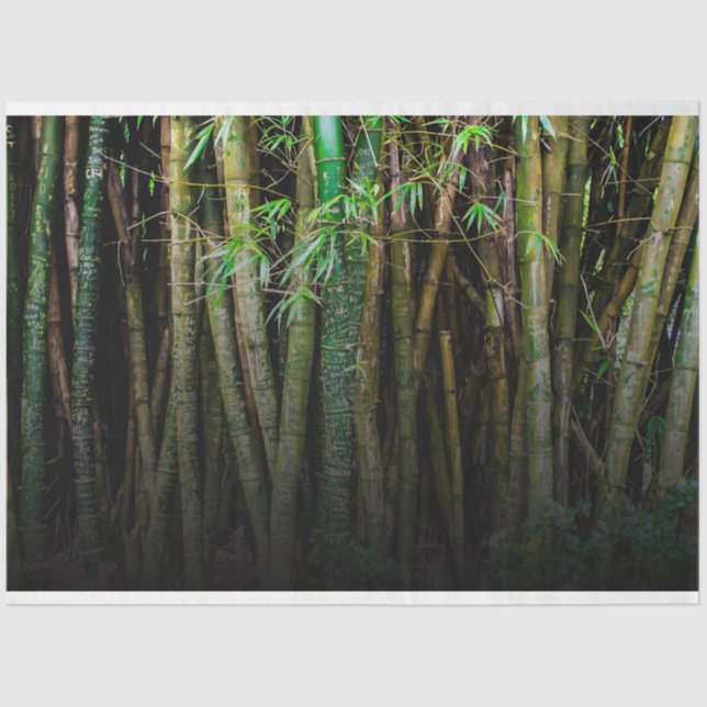 Bamboo Forest Decoupage 11 Background 2 Tissue Paper (Front)