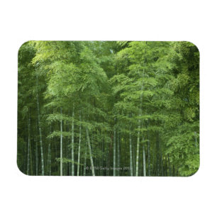 Bamboo Forest Magnet