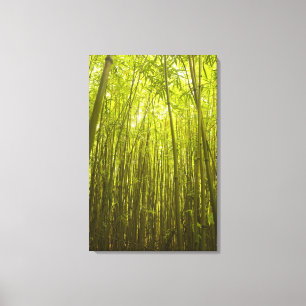 Bamboo Forest near Waikamoi Ridge Trail, North Canvas Print