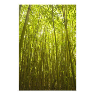 Bamboo Forest near Waikamoi Ridge Trail, North Photo Print