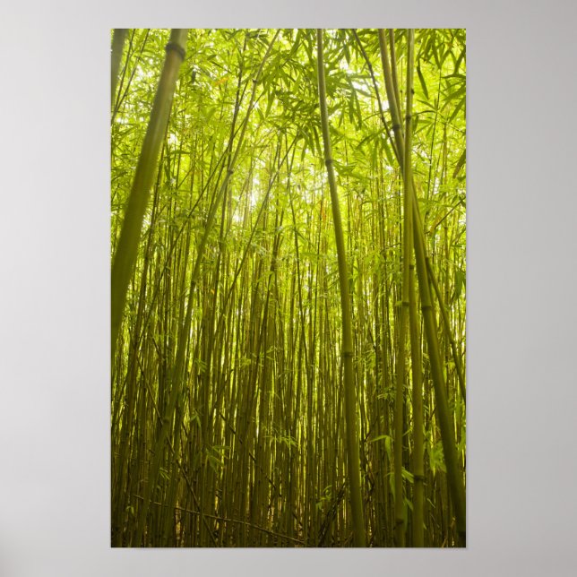 Bamboo Forest near Waikamoi Ridge Trail, North Poster (Front)