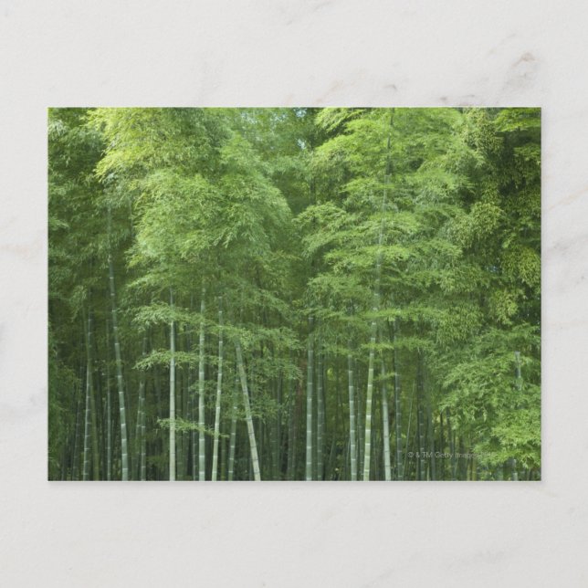 Bamboo Forest Postcard (Front)