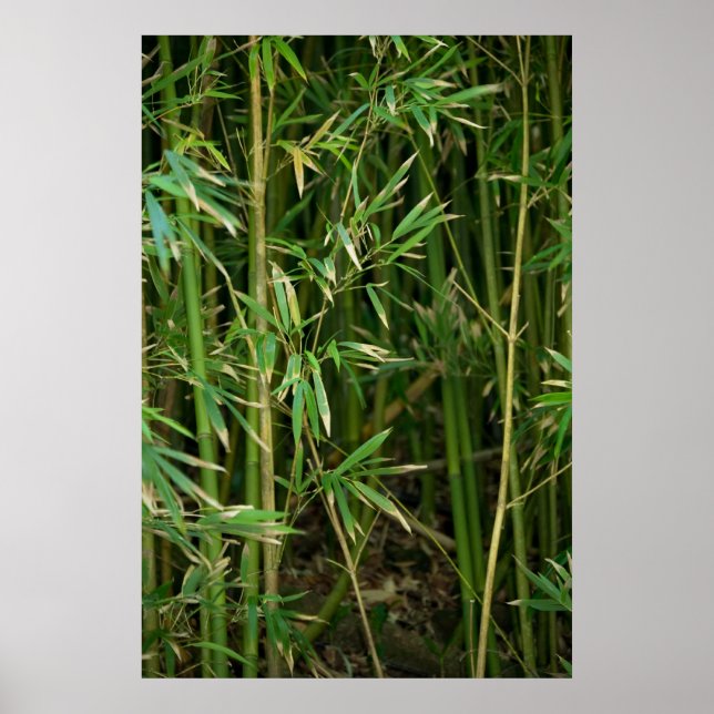 Bamboo Forest Poster (Front)