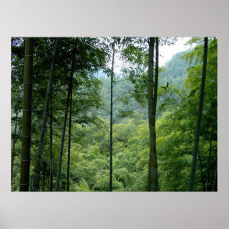Bamboo Forest Poster