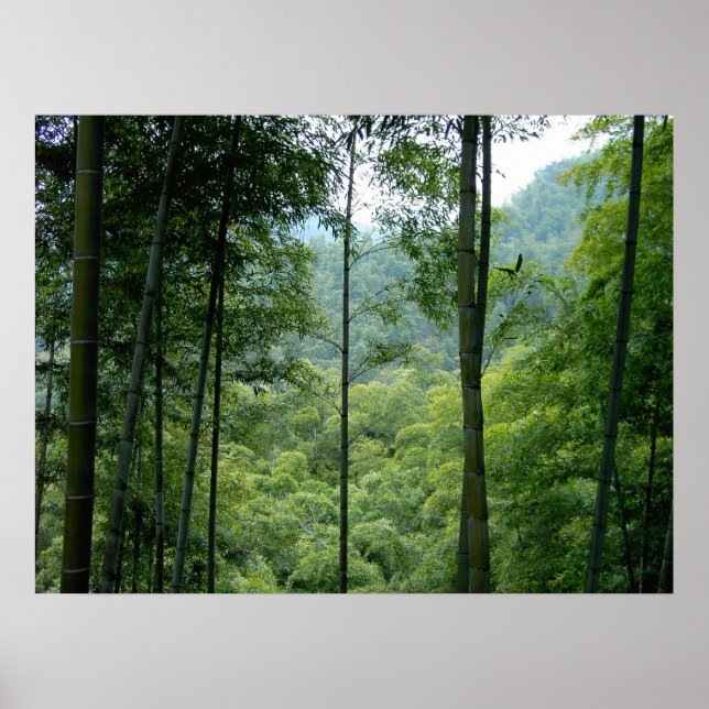 Bamboo Forest Poster (Front)