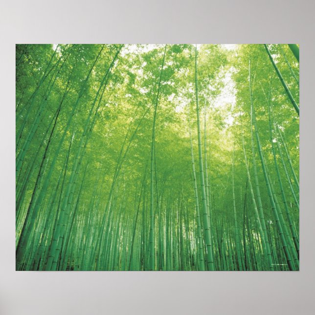 Bamboo Forest Poster (Front)