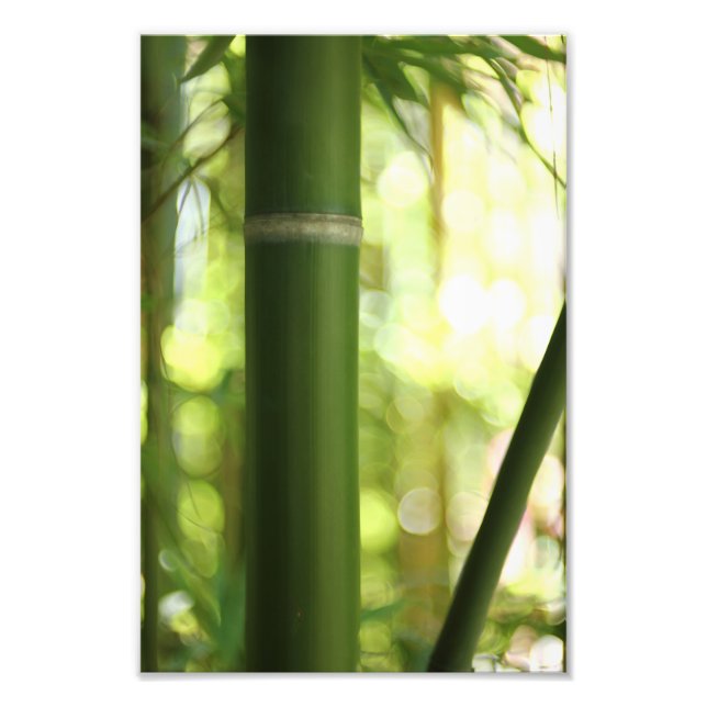 Bamboo Forest (Print) Photo Print (Front)