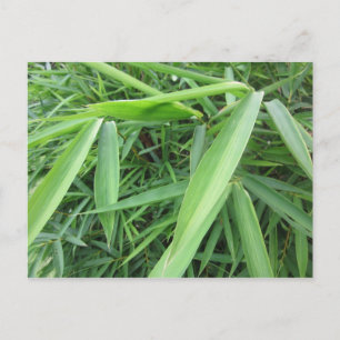 Bamboo grass postcard