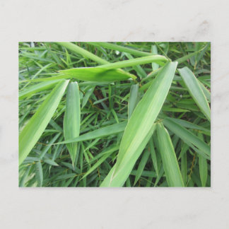 Bamboo grass postcard