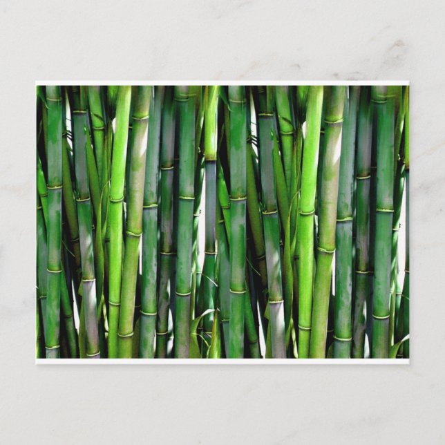 Bamboo green plant nature jungle postcard (Front)