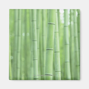 Bamboo Grove Magnet