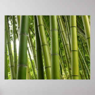 Bamboo grove Poster