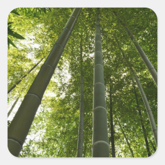 Bamboo Grove: Tokyo, Japan Square Sticker