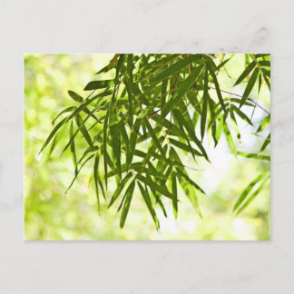 Bamboo leaves postcard