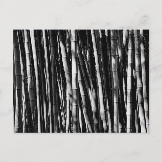 Bamboo Postcard (Front)