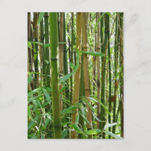 Bamboo Postcard