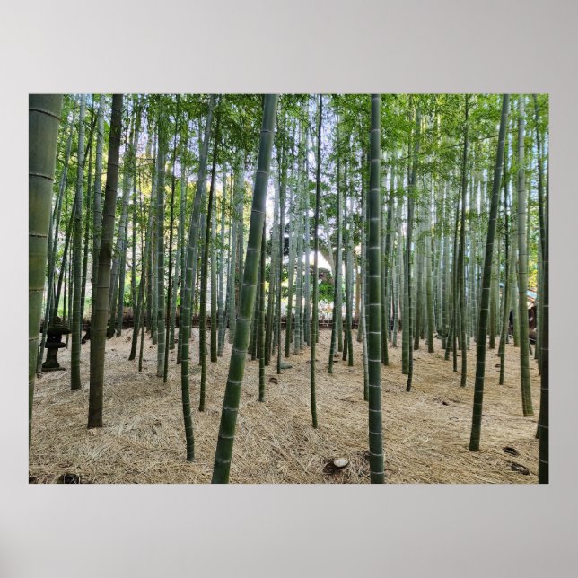 Bamboo Poster (Front)