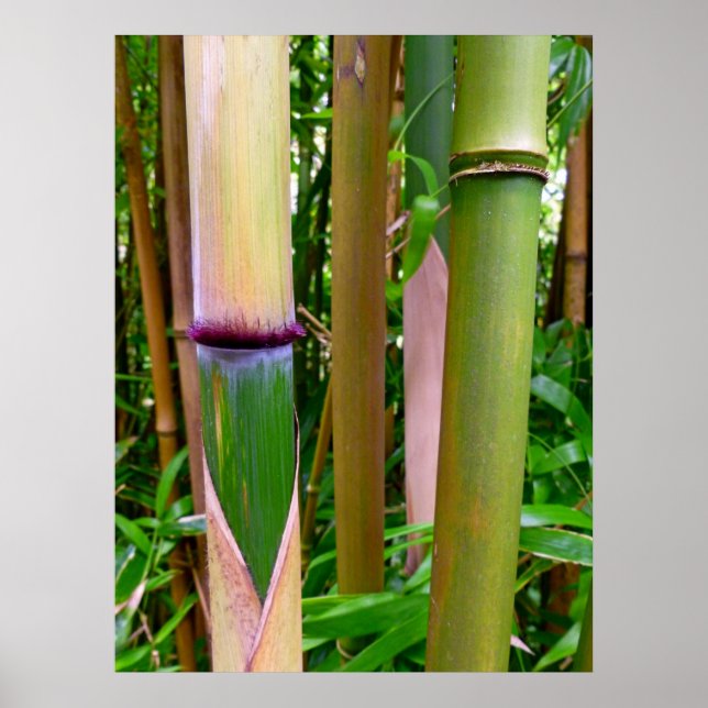 Bamboo Poster (Front)