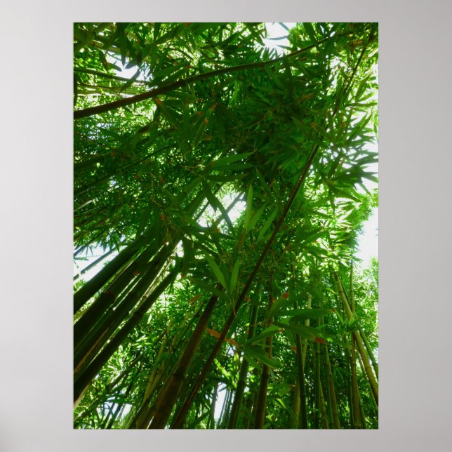 Bamboo Sky Poster (Front)