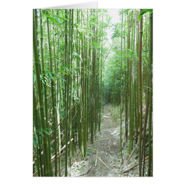 Bamboo Trail (Front)
