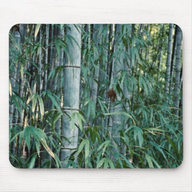Bamboo trees, Kumamoto, Japan Mouse Mat (Front)