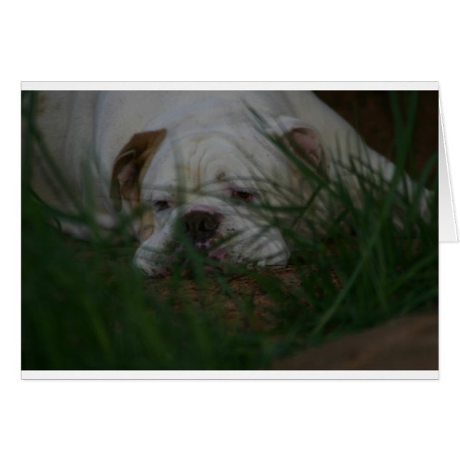 Bammer (Front Horizontal)