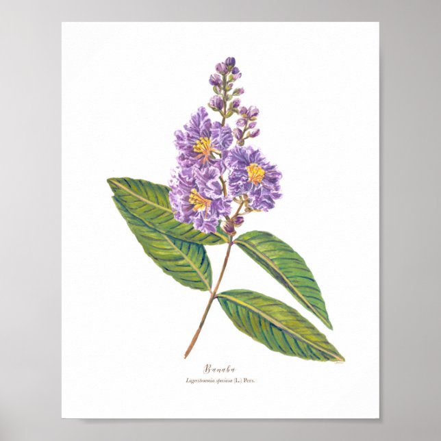 Banaba (Lagerstroemia speciosa) Ph Forest Blooms Poster (Front)