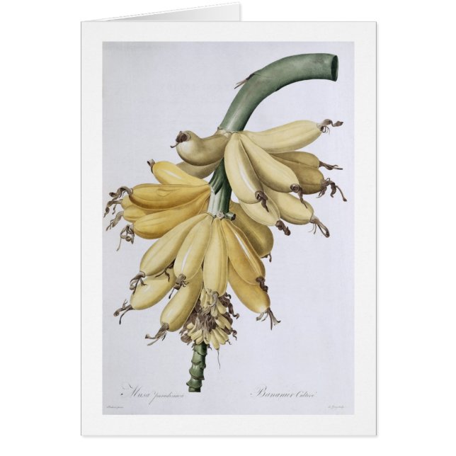 Banana, 1816 (Front)