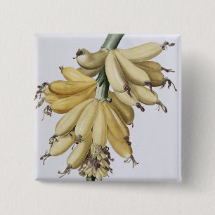 Banana, 1816 15 cm square badge