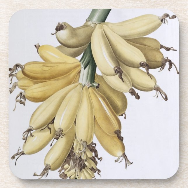 Banana, 1816 coaster (Front)