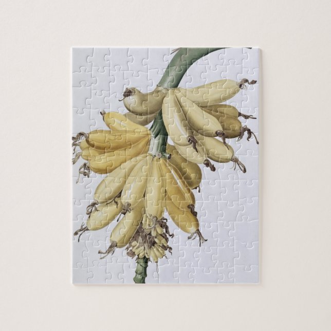 Banana, 1816 jigsaw puzzle (Vertical)