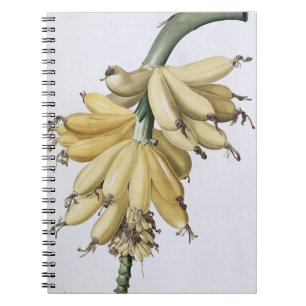 Banana, 1816 notebook