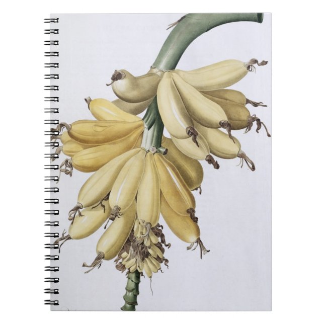 Banana, 1816 notebook (Front)