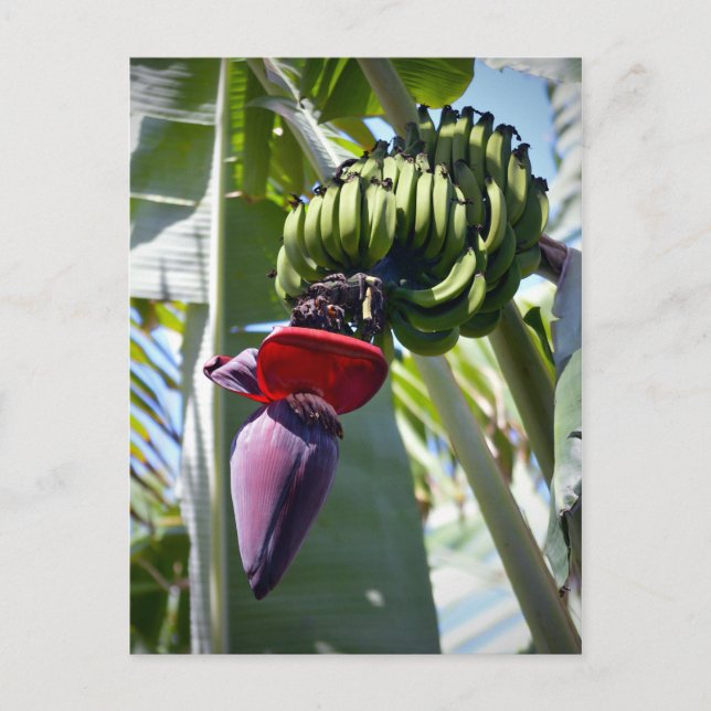 Banana Bunch and Flower Stalk Postcard (Front)